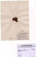 藏品(小杉藻)的圖片